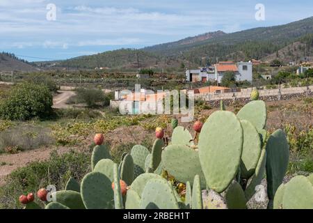 Atmosphère rurale de la région entre Arona et Vilaflor avec un accent sur les cactus sauvages opuntia portant des poires de Barbarie mûres et des fincas entourés de vignes Banque D'Images