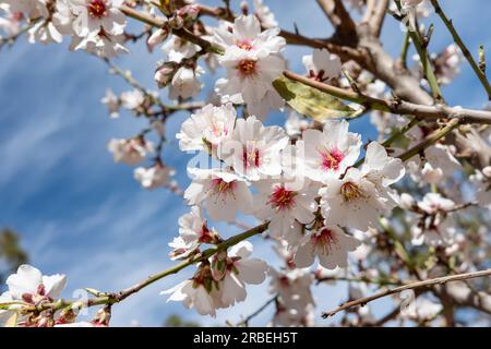 Gros plan de brunchs pleins de fleurs d'un amandier également connu sous le nom de Prunus dulcis ou Prunus Amygdalus, de belles fleurs attirant les pollinisateurs Banque D'Images