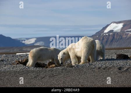 Ours polaires en feinte sur une carcasse de morse dans le Svalbard arctique Banque D'Images