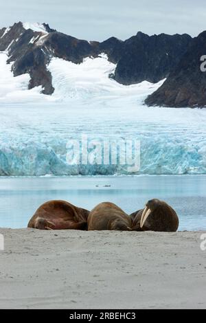 Trois morses au repos sur une plage arctique avec des montagnes enneigées et un glacier en arrière-plan Banque D'Images