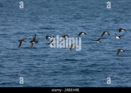 Les guillemots de Brunnich planent sur l'océan arctique Banque D'Images