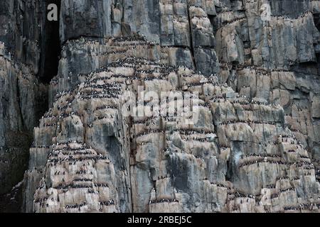 Les guillemots de Brunich perdurent sur les falaises d'Alkefjellet dans l'océan Arctique Banque D'Images