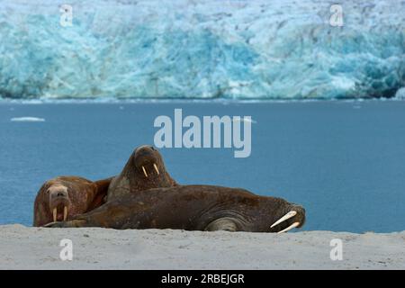 Trois morses sur une plage en face d'un glacier Banque D'Images