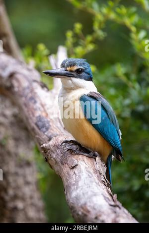 martin-pêcheur sacré mâle, Todiramphus sanctus, sur fond de bois doux de feuillage vert. Victoria, Australie. Banque D'Images