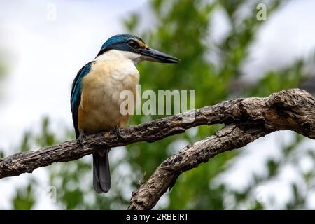 martin-pêcheur sacré mâle, Todiramphus sanctus, sur fond de bois doux de feuillage vert. Victoria, Australie. Banque D'Images