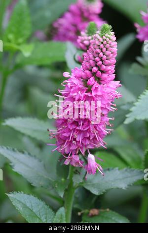 Gros plan d'une belle fleur rose Veronica spicata Banque D'Images