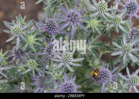 Gros plan de plusieurs fleurs d'eryngium avec vue d'en haut Banque D'Images