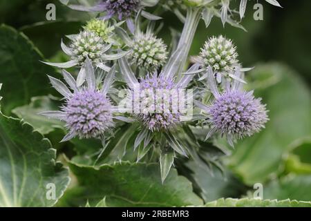 Gros plan des ombelles florales matures et non mûres d'une plante Eryngium Banque D'Images