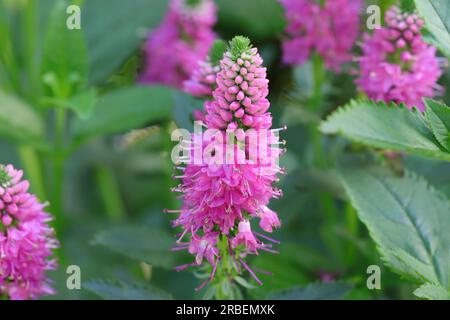 Gros plan d'une belle fleur rose Veronica spicata dans un lit de jardin, foyer selcetif Banque D'Images