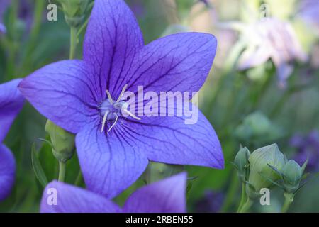 une belle fleur grande ouverte d'un platycodon grandiflorus bleu Banque D'Images