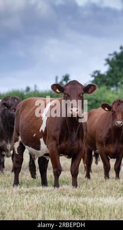 Troupeau de vaches et de veaux de bœuf shorthorn paissant dans des pâturages de plaine, Peterborough, Royaume-Uni. Banque D'Images