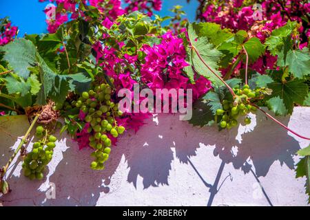 Mur blanchi à la chaux avec des bougainvilliers roses ou violets avec des feuilles de vigne et des grappes de raisins verts jetant leur ombre sur le mur Banque D'Images