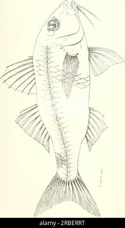 «Poissons et crustacés comestibles de Nouvelle-Galles du Sud» (1893) Banque D'Images