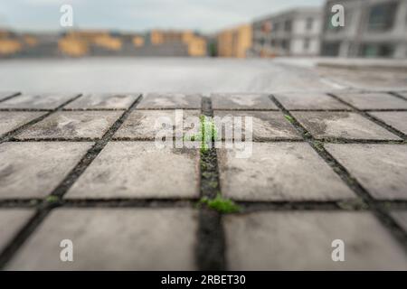 Plantes vertes poussant dans les fissures d'un immeuble résidentiel. Banque D'Images