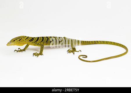 Moniteur d'arbre jaune ou moniteur d'arbre de Reisinger Varanus reisingeri isolé sur fond blanc Banque D'Images