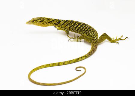 Moniteur d'arbre jaune ou moniteur d'arbre de Reisinger Varanus reisingeri isolé sur fond blanc Banque D'Images