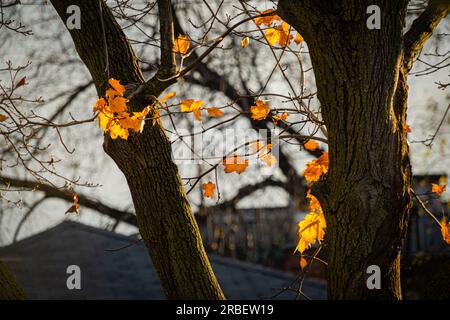 Dernières feuilles colorées encadrées par les branches d'un arbre presque sans feuilles à l'automne Banque D'Images