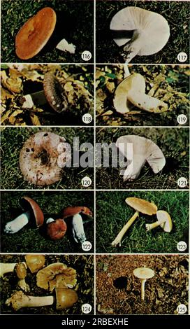 « Champignons comestibles et vénéneux du Canada » (1979) Banque D'Images