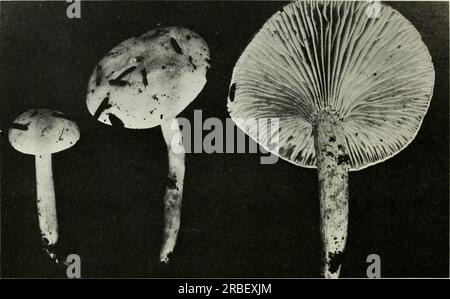 « Champignons comestibles et vénéneux du Canada » (1979) Banque D'Images