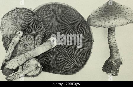 « Champignons comestibles et vénéneux du Canada » (1979) Banque D'Images