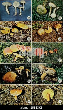 « Champignons comestibles et vénéneux du Canada » (1979) Banque D'Images