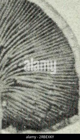 « Champignons comestibles et vénéneux du Canada » (1979) Banque D'Images