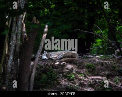 loup blanc arctique dormant dans la forêt, fond forestier naturel Banque D'Images
