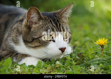 Chat couché dans l'attente et ciblant sa proie Banque D'Images