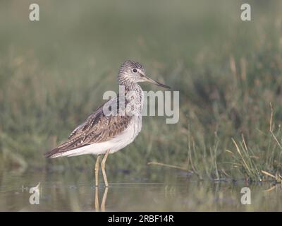 Tige verte commune (Tringa Nebularia) debout dans l'eau peu profonde Banque D'Images