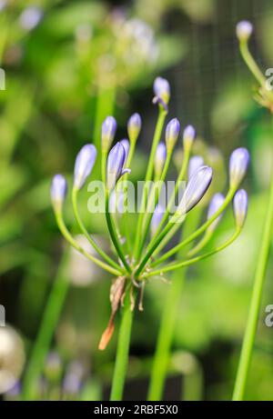 Fleur d'Agapanthus violet dans le bourgeon, contre un cadre de jardin flou naturel Banque D'Images