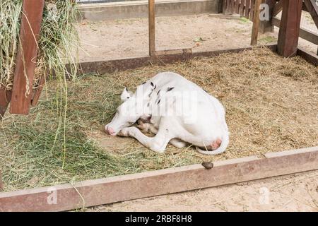 Une jeune vache blanche tachetée repose sur l'herbe sèche dans le paddock en bois Banque D'Images