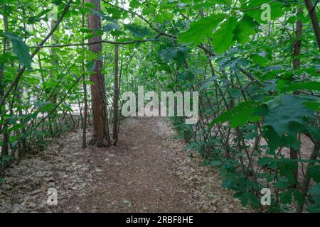 forrest à Nuremberg, Allemagne en été. Banque D'Images