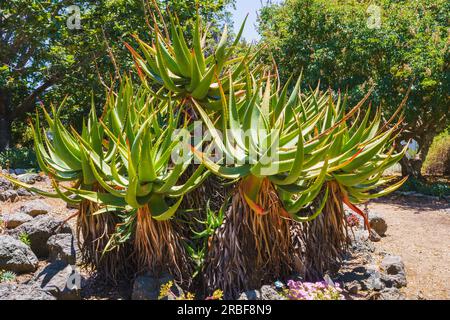 Aloe de montagne (Aloe marlothii) gros plan dans le jardin. Mountain Aloe est une grande succulente à feuilles persistantes, elle pousse jusqu'à 8-10 pieds de haut Banque D'Images