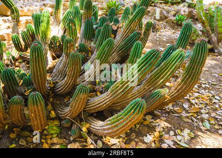 Euphorbia horrida, gros plan du baril de lait africain dans le désert en Californie. Euphorbia horrida est une espèce de cactus originaire d'Afrique du Sud Banque D'Images