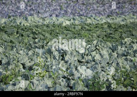 Chou blanc, chou rouge et Savoie dans un champ Banque D'Images