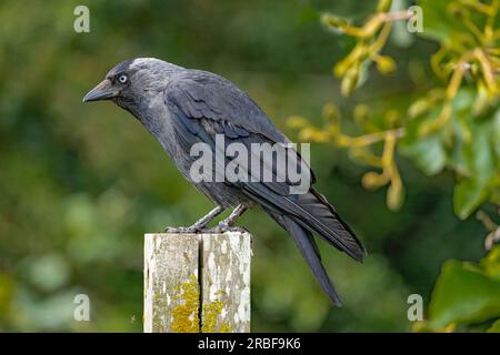 Raven avec un œil bleu assis sur un poteau avec une faible profondeur de champ Banque D'Images