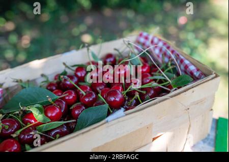 Cerises fraîches cueillies ou récoltées dans un panier sur une échelle dans le jardin Banque D'Images