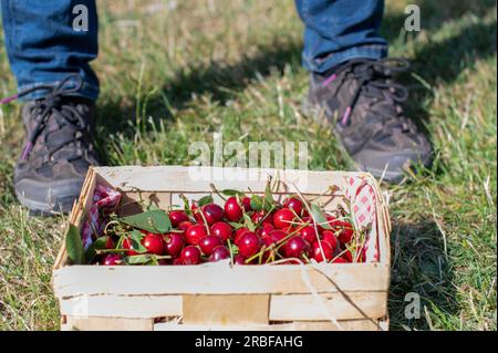 Cerises fraîches cueillies dans un panier en bois sur l'herbe. Banque D'Images