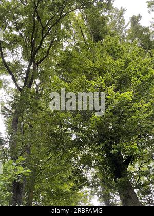 Été dans la Forrest Windischhausen, Treuchtlingen, Allemagne. Banque D'Images