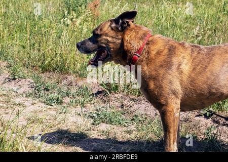 Staffordshire Terrier chien marchant dans les bois de près Banque D'Images