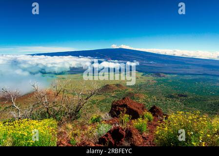 Végétation et cônes de cendres autour du volcan Mauna Loa Banque D'Images
