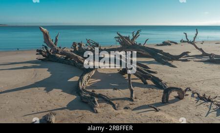 Soleil matinal sur bois flotté à Boneyard Beach | Big Talbot Island State Park, Floride, États-Unis Banque D'Images