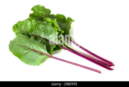 Feuilles de betterave isolées sur fond blanc. Verts pour salade et décoration des plats. Banque D'Images