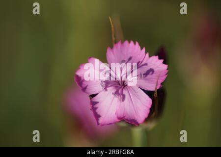 Gros plan de la fleur rose de l'oeillet chartreux Banque D'Images