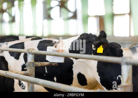 Vache léchant la boîte à sel dans la ferme agricole, concept animal et alimentaire Banque D'Images