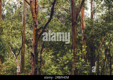 Forêt d'eucalyptus de pluie le long de la route de Hana Banque D'Images