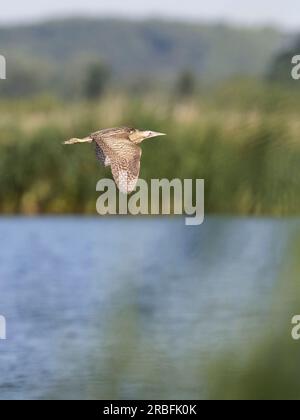 Bittern ( Botaurus stellaris ) survolant l'eau. Ailes abaissées Banque D'Images