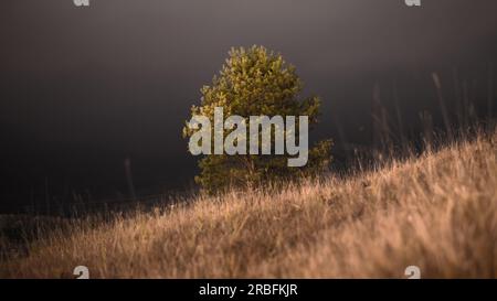 arbre solitaire unique dans l'obscurité la nuit Banque D'Images