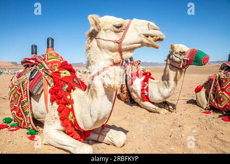 Chameaux attelés reposant dans le désert, Al Ula, Arabie Saoudite 8 Banque D'Images