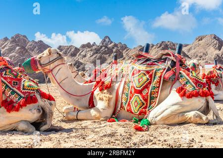 Chameaux d'équitation maîtrisées reposant dans le desrt, Al Ula, Arabie Saoudite Banque D'Images